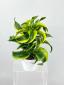 Dracaena (variety) ծաղիկների | ծաղկեպսակների առաքում Երևան