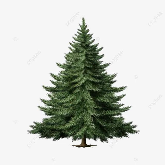 Fir trees ծաղիկների | ծաղկեպսակների առաքում Երևան