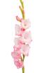 Gladiolus ծաղիկների | ծաղկեպսակների առաքում Երևան