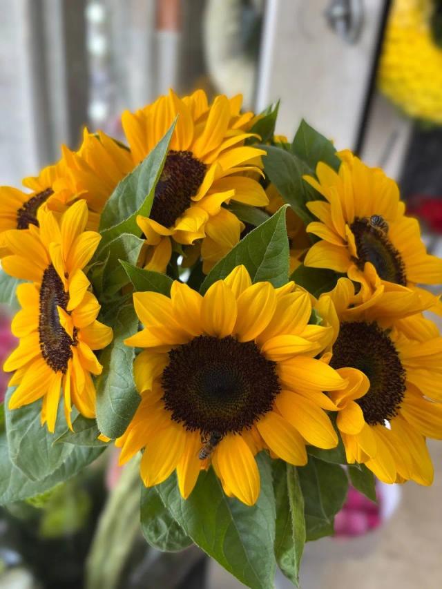 Bunch of sunflowers | ծաղիկներ, ծաղկեպսակներ, բույսեր - առաքում Երևան