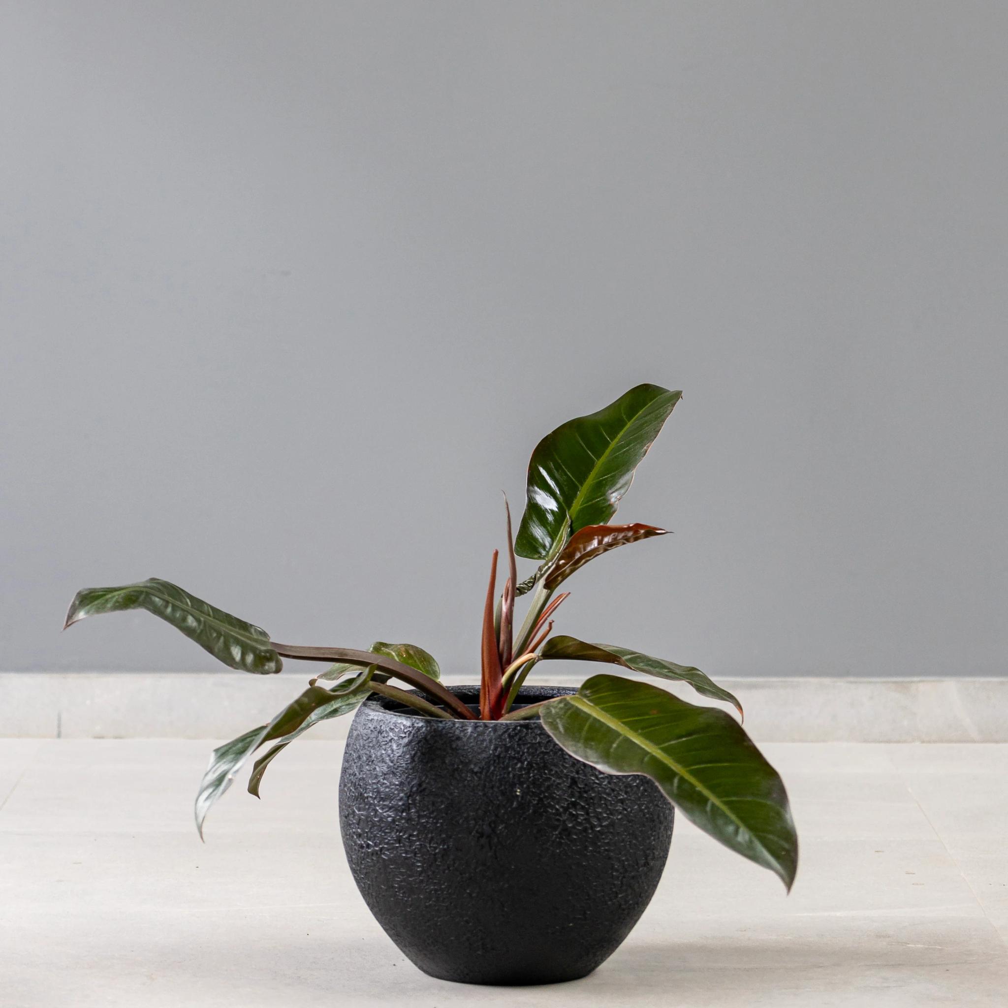 Philodendron Imperial Red | ծաղիկներ, ծաղկեպսակներ, բույսեր Երևան