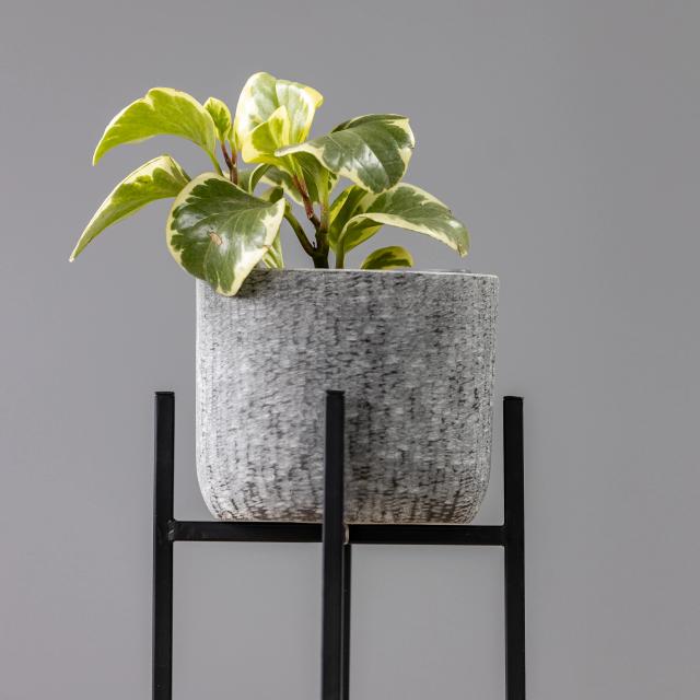 Peperomia | ծաղիկներ, ծաղկեպսակներ, բույսեր - առաքում Երևան