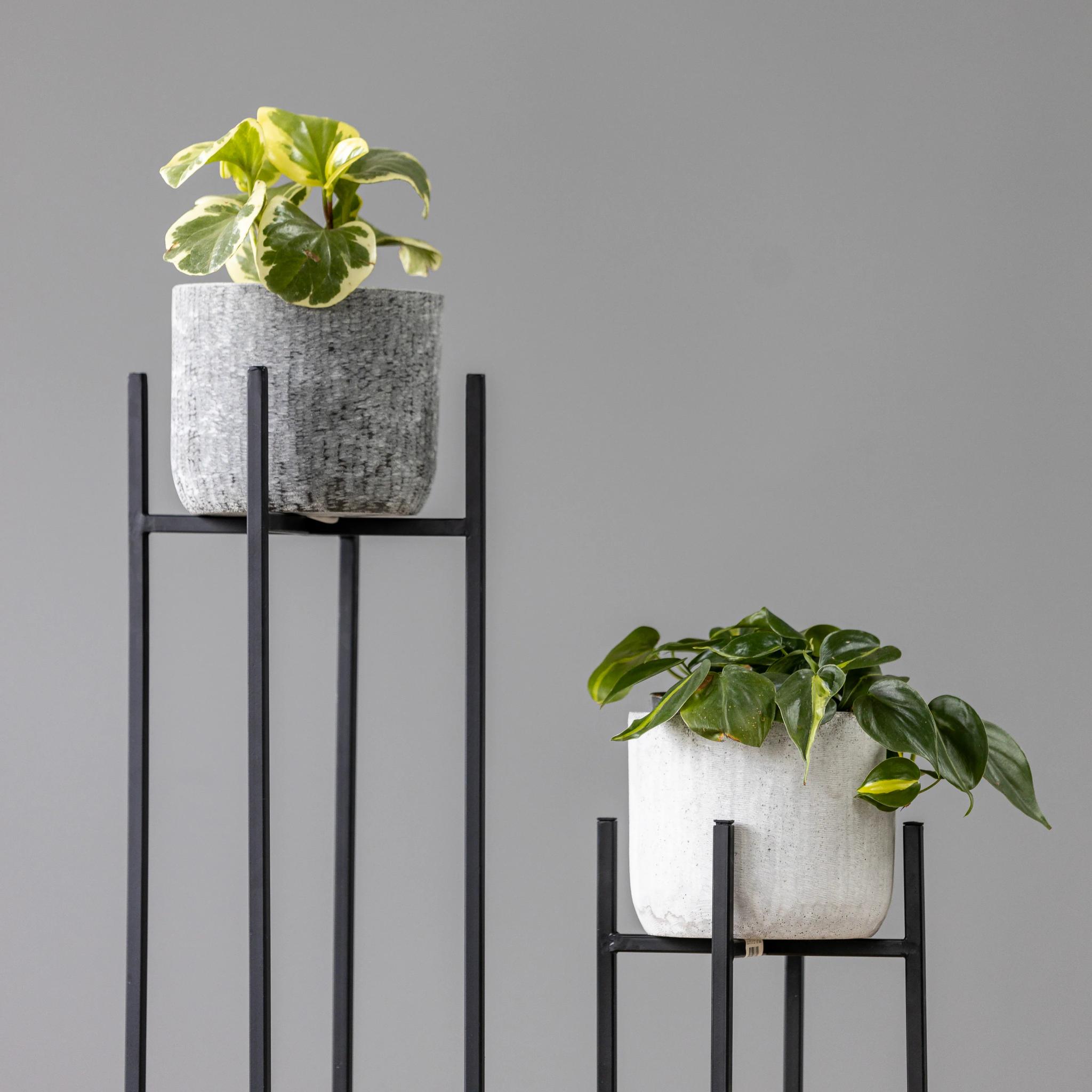 Peperomia | ծաղիկներ, ծաղկեպսակներ, բույսեր Երևան