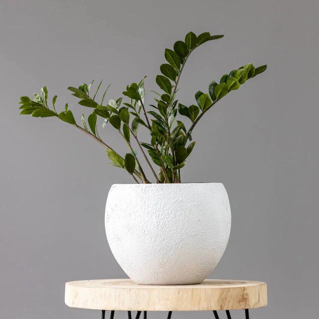 Zamioculcas | ծաղիկներ, ծաղկեպսակներ, բույսեր - առաքում Երևան