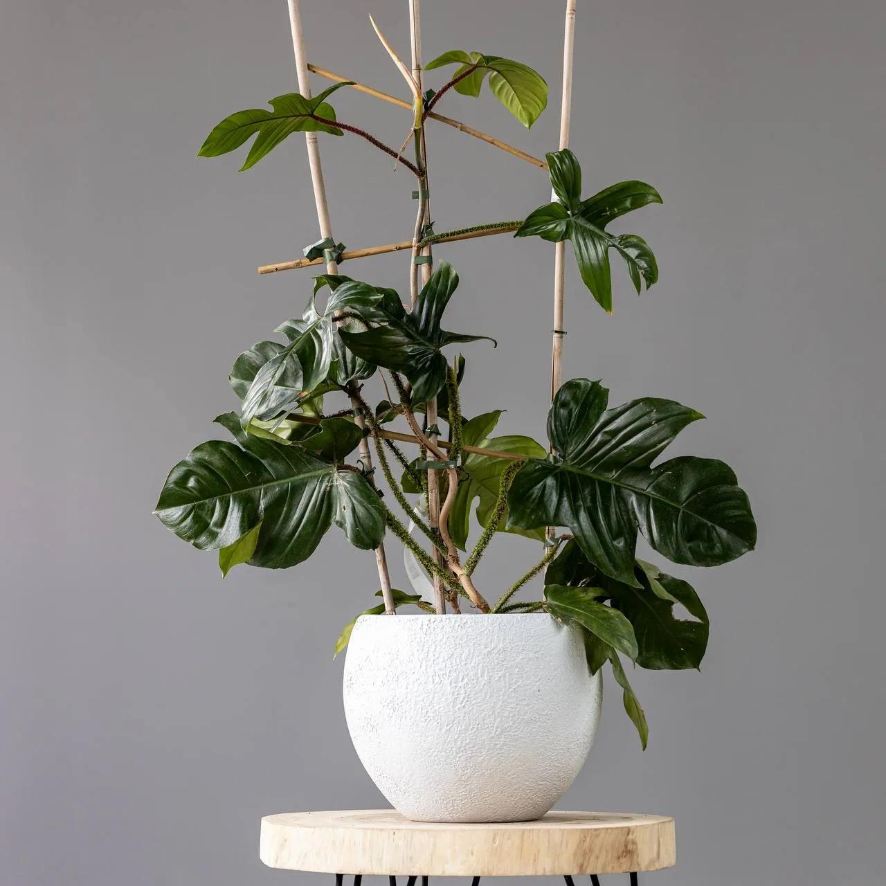 Philodendron squamiferum | ծաղիկներ, ծաղկեպսակներ, բույսեր Երևան
