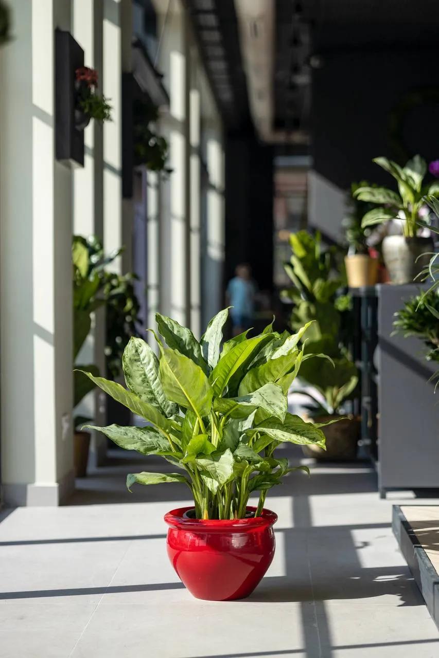Spathiphyllum Martina | ծաղիկներ, ծաղկեպսակներ, բույսեր Երևան