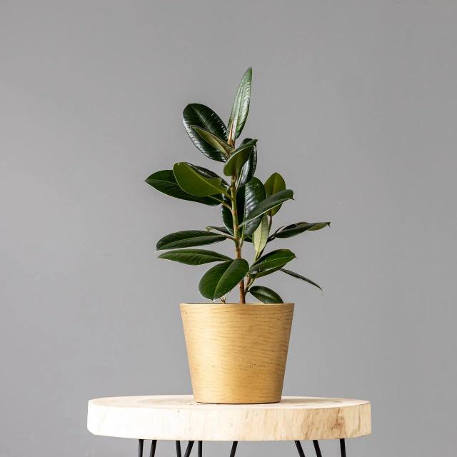 Ficus Robusta | ծաղիկներ, ծաղկեպսակներ, բույսեր - առաքում Երևան