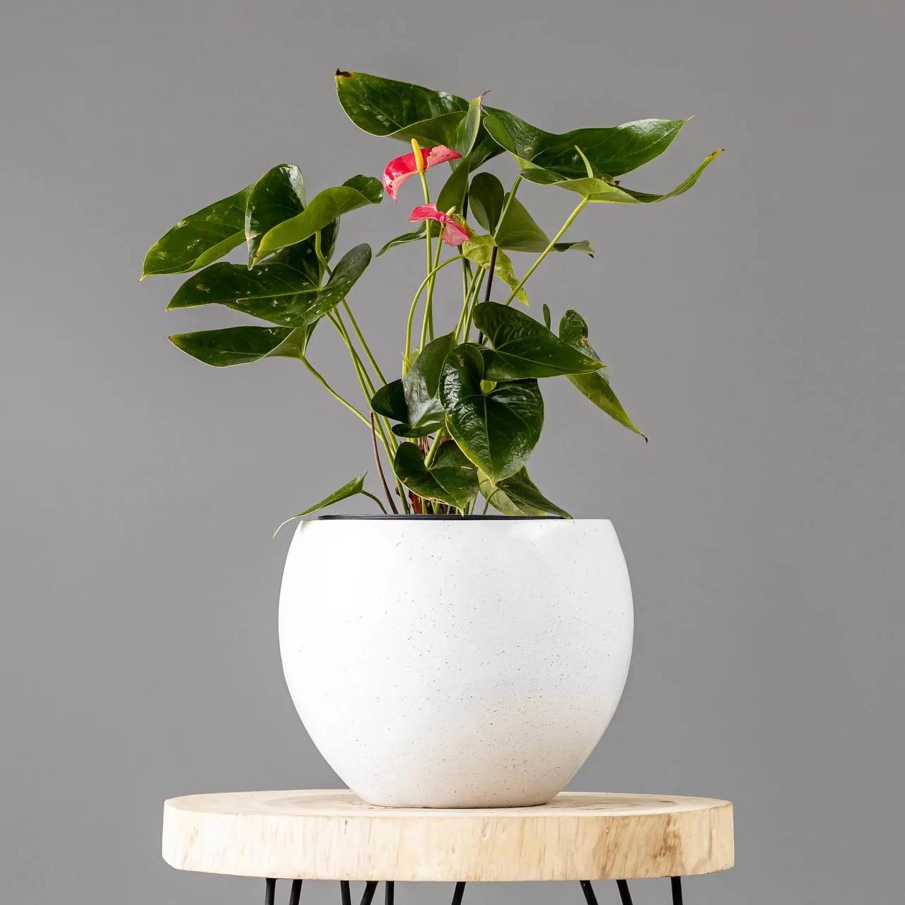 Anthurium | ծաղիկներ, ծաղկեպսակներ, բույսեր Երևան