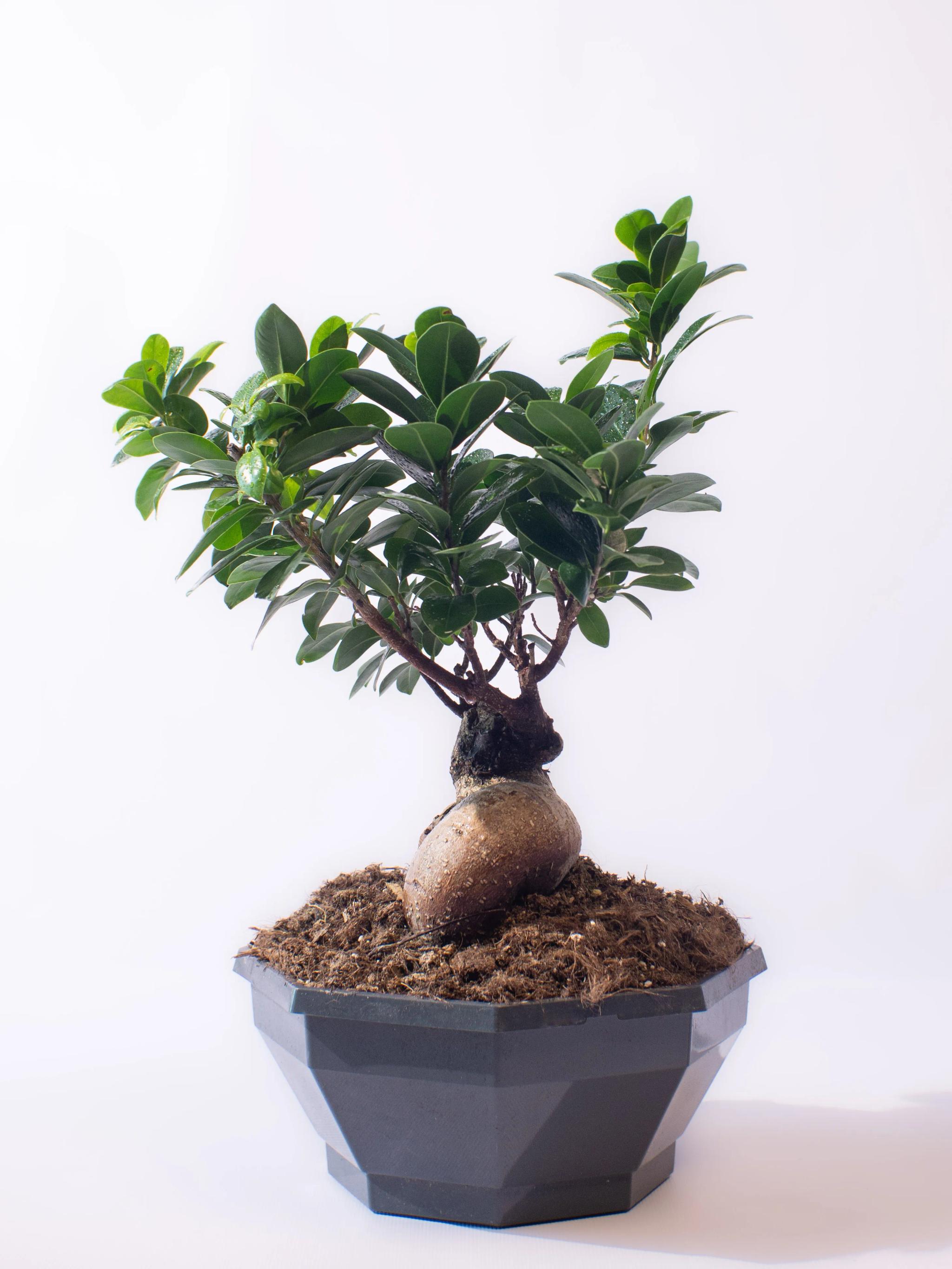 Ficus bonsai | ծաղիկներ, ծաղկեպսակներ, բույսեր Երևան