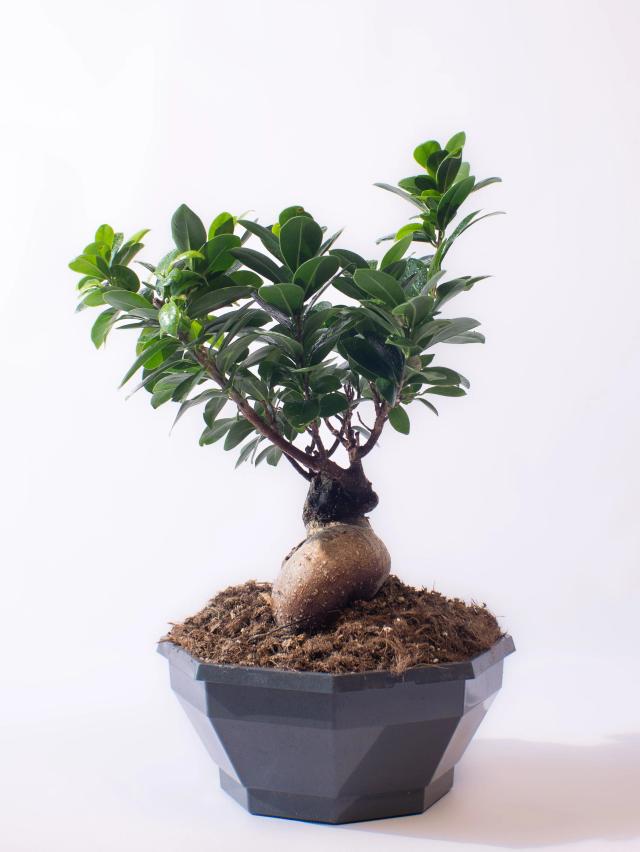 Ficus bonsai | ծաղիկներ, ծաղկեպսակներ, բույսեր - առաքում Երևան