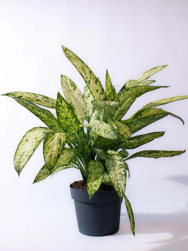 Dieffenbachia Vesuvius | ծաղիկներ, ծաղկեպսակներ, բույսեր - առաքում Երևան