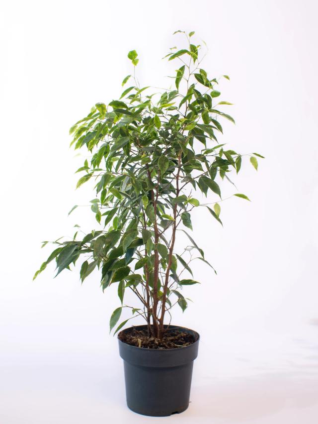 Ficus Anastasia | ծաղիկներ, ծաղկեպսակներ, բույսեր - առաքում Երևան