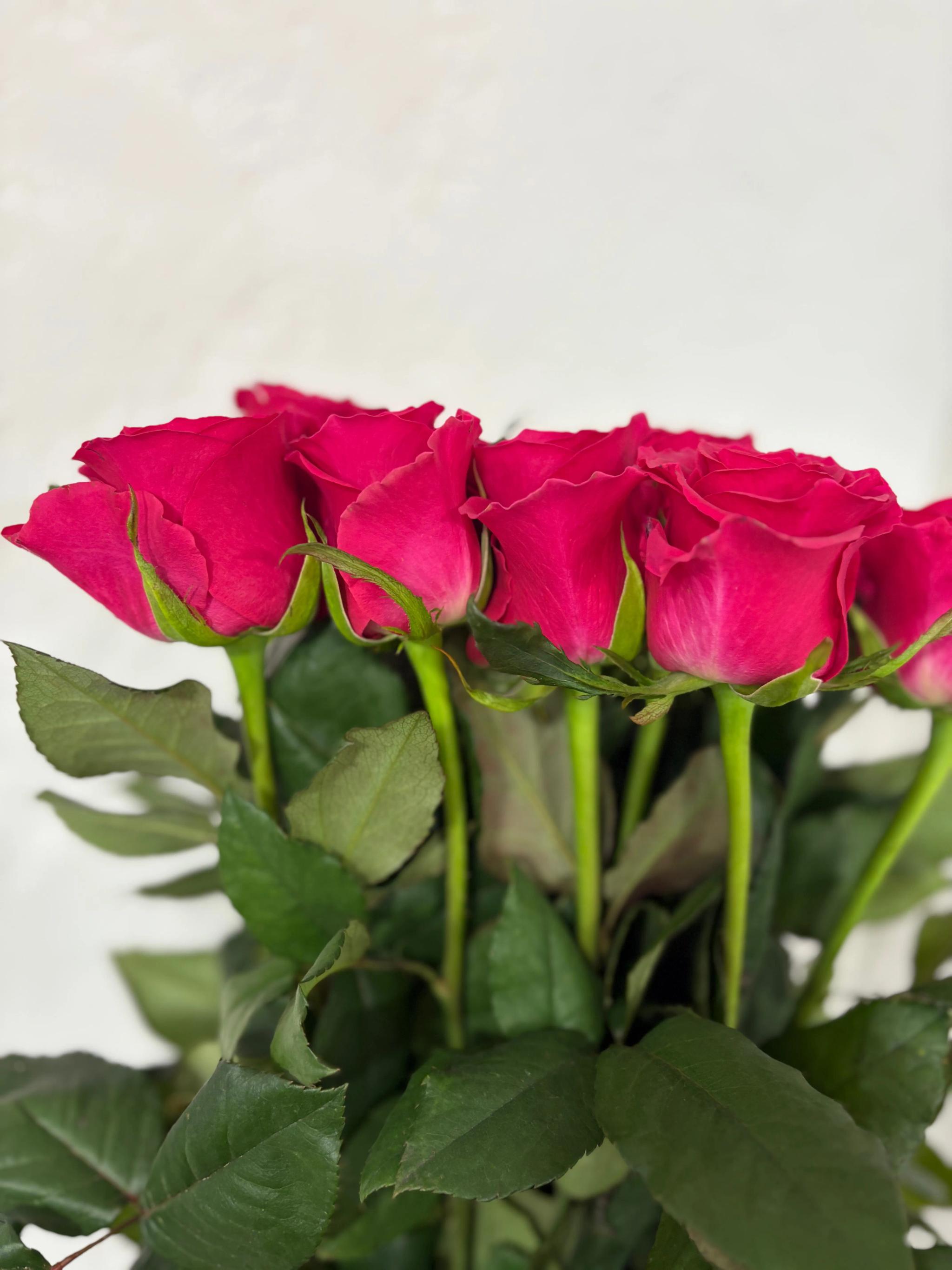 Bunch of roses | ծաղիկներ, ծաղկեպսակներ, բույսեր Երևան