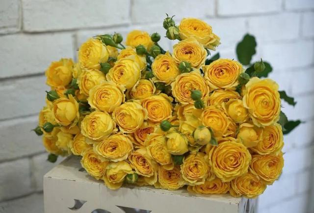 Yellow peonies | ծաղիկներ, ծաղկեպսակներ, բույսեր - առաքում Երևան