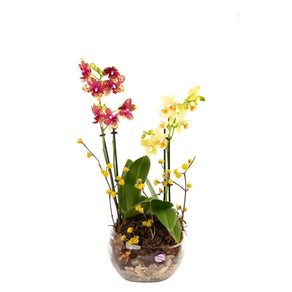 Խոլորձներով կոմպոզիցիա (Մուլտի) | ծաղիկներ, ծաղկեպսակներ, բույսեր Երևան