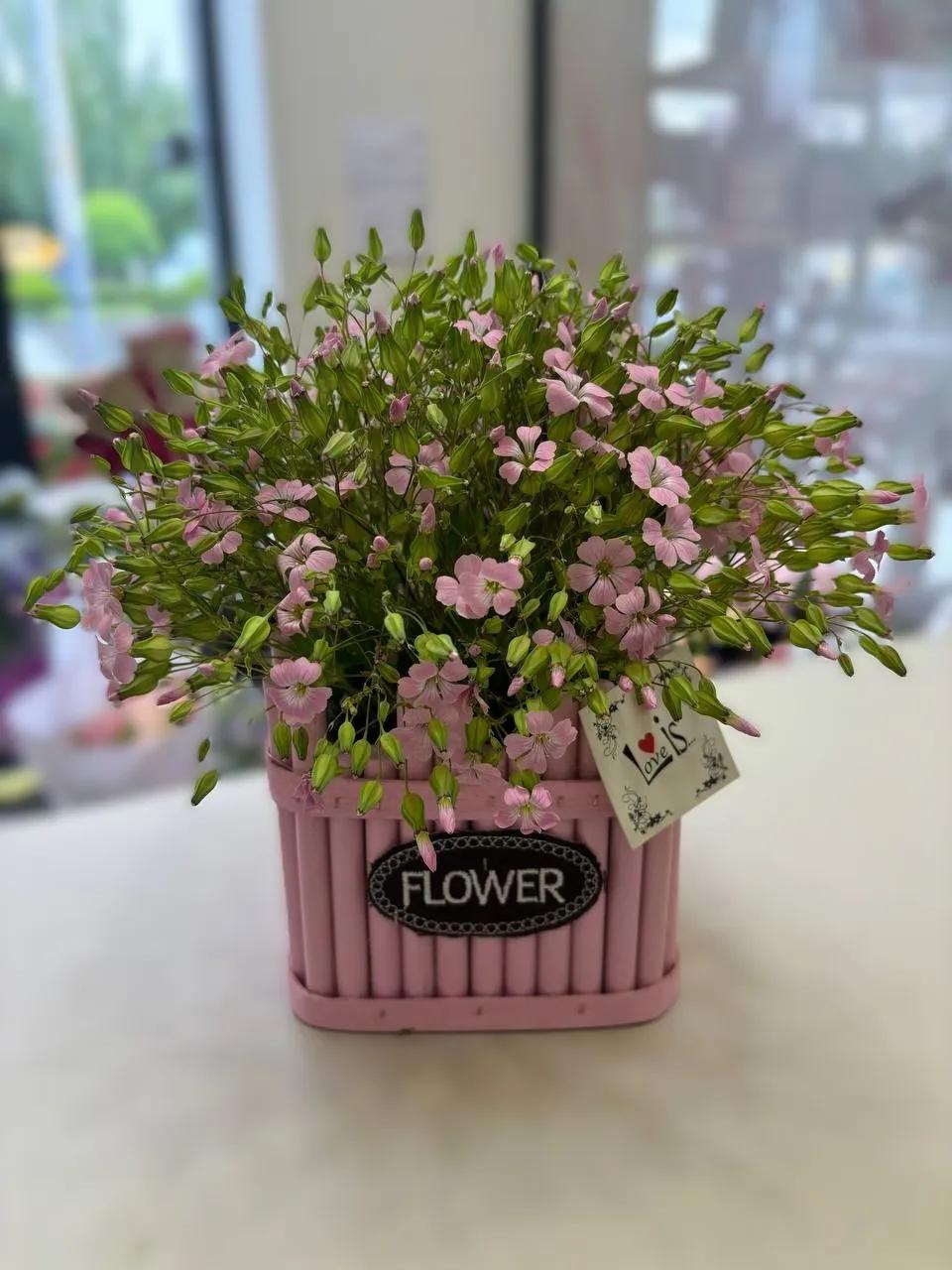 Flowers in a box | ծաղիկներ, ծաղկեպսակներ, բույսեր Երևան Flowers in a box | ծաղիկներ, ծաղկեպսակներ, բույսեր Երևան